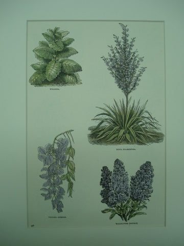 Wigandia, Wistaria, Yucca and Wallflower plants, 1890