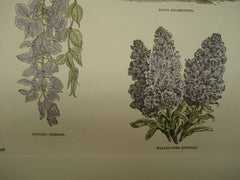 Wigandia, Wistaria, Yucca and Wallflower plants, 1890