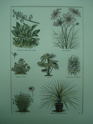 Botanical of Convallaria, Cosmos, Collomia, Corypha, Convolvulus, Cosmidium and Cordyline plants, N/A, 1890, N/A