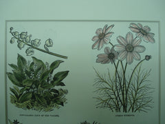 Botanical of Convallaria, Cosmos, Collomia, Corypha, Convolvulus, Cosmidium and Cordyline plants, N/A, 1890, N/A