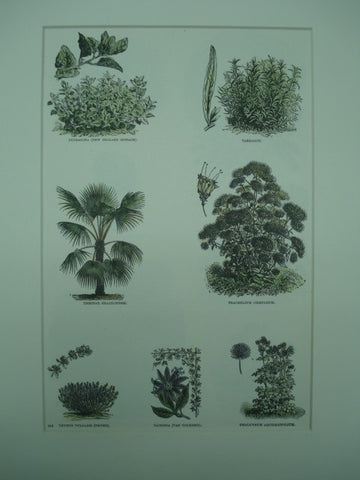 Botanical of species of Tetragona, Tarragon, Thrinax, Trachelium, Thymus, Tacsonia and Thalictrum plants, 1890, N/A