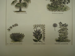 Botanical of species of Tetragona, Tarragon, Thrinax, Trachelium, Thymus, Tacsonia and Thalictrum plants, 1890, N/A